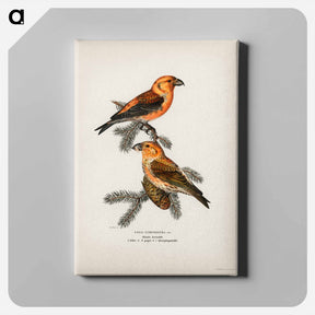 アートパネル-Red Crossbill
 - スヴェンスカ フォグラル Canvas.