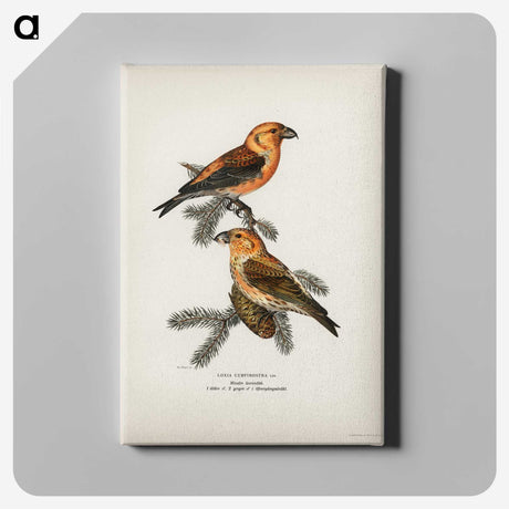 1-22_Svenska-Faglar_canvas