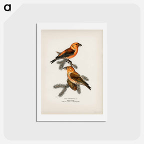 アートポストカード-Red Crossbill
 - スヴェンスカ フォグラル Postcard.