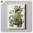 アートパネル-American Sparrow Hawk from Birds of America
 - アメリカの鳥たち Canvas.