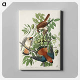 アートパネル-American Sparrow Hawk from Birds of America
 - アメリカの鳥たち Canvas.
