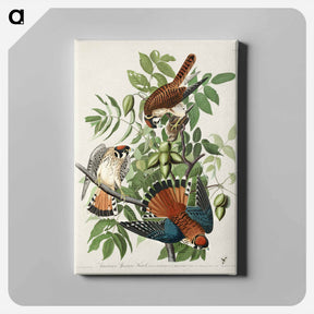 アートパネル-American Sparrow Hawk from Birds of America
 - アメリカの鳥たち Canvas.