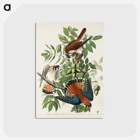 アートポストカード-American Sparrow Hawk from Birds of America
 - アメリカの鳥たち Postcard.