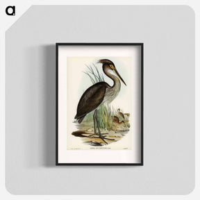 アートポスター-Great-billed Heron
 - オーストラリアの鳥 Poster.