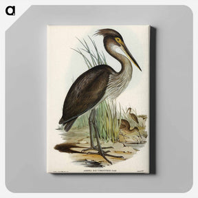 アートパネル-Great-billed Heron
 - オーストラリアの鳥 Canvas.