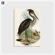 アートポストカード-Great-billed Heron
 - オーストラリアの鳥 Postcard.