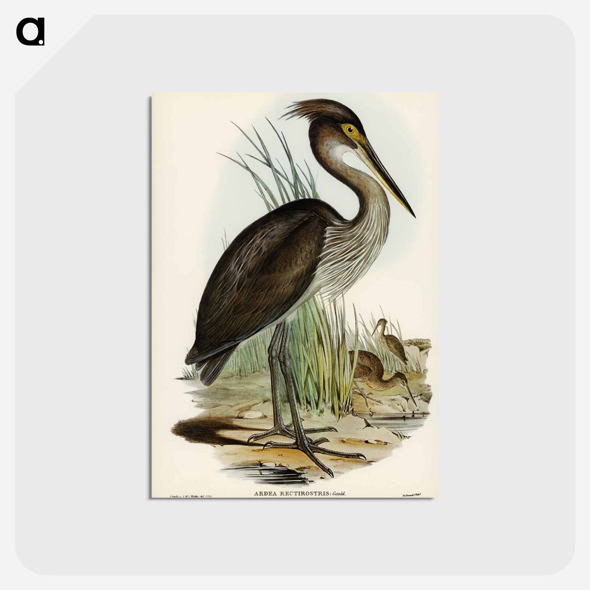 アートポストカード-Great-billed Heron
 - オーストラリアの鳥 Postcard.