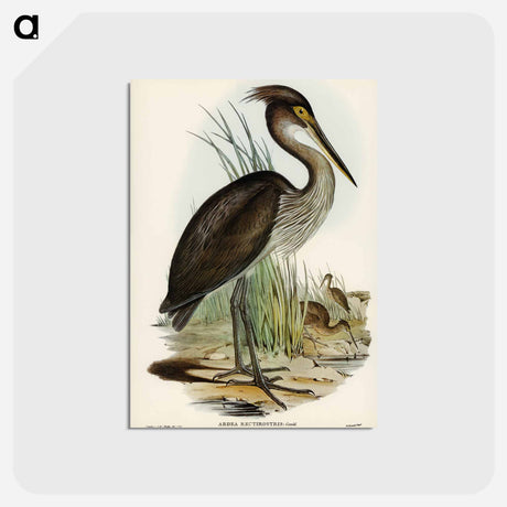 アートポストカード-Great-billed Heron
 - オーストラリアの鳥 Postcard.