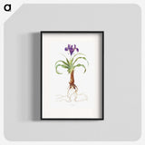 1-22_The-Genus-Iris_blk