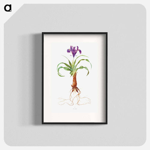 Iris Alata from The genus Iris
 - アヤメ属 Poster.