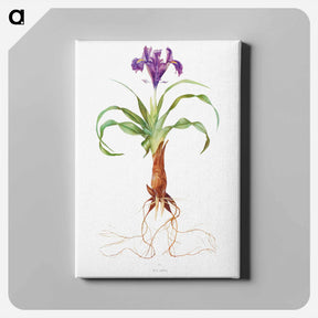 アートパネル-Iris Alata from The genus Iris
 - アヤメ属 Canvas.