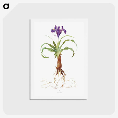 1-22_The-Genus-Iris_hagaki