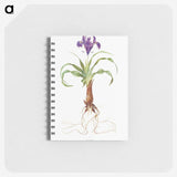 1-22_The-Genus-Iris_memo