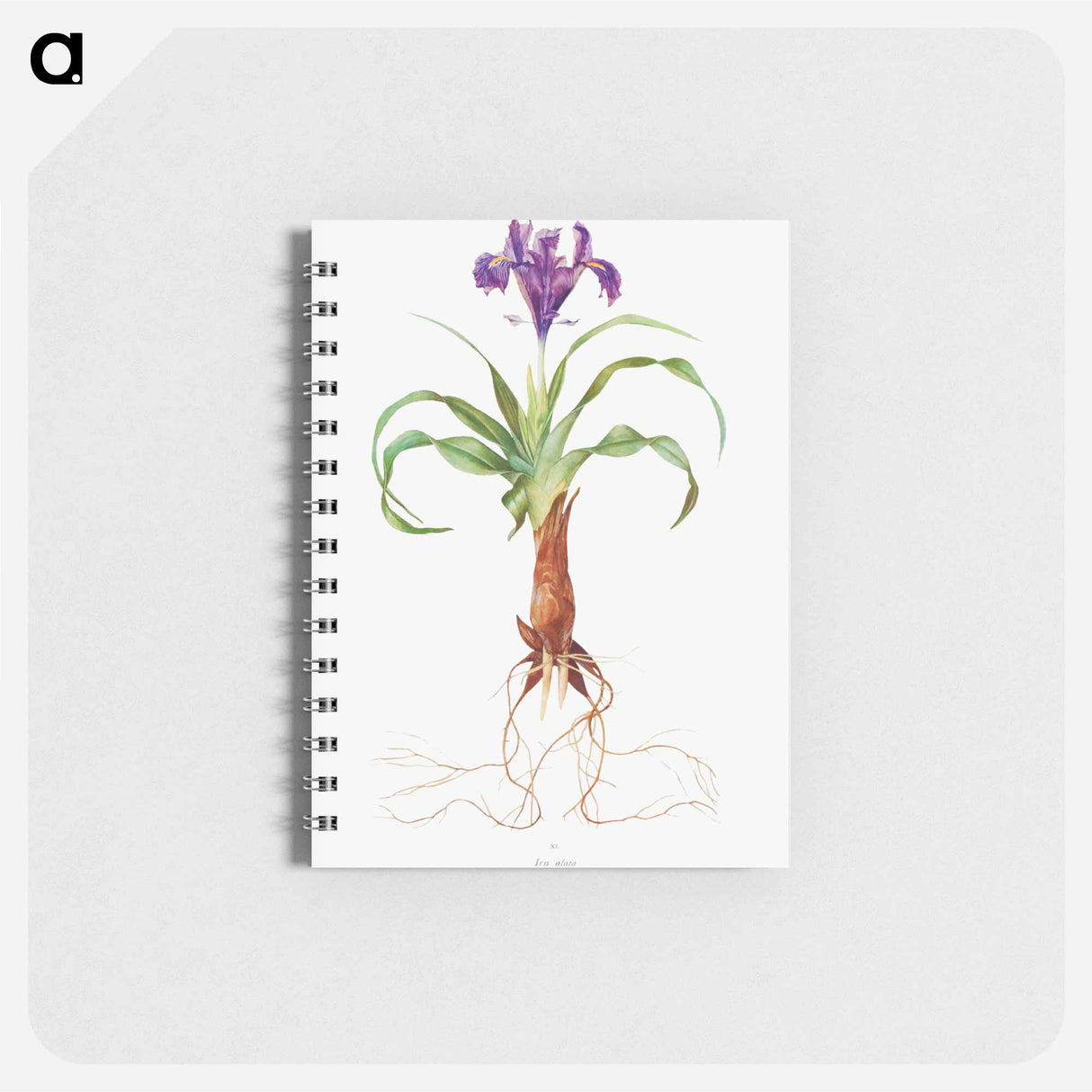 アートメモ帳-Iris Alata from The genus Iris
 - アヤメ属 Memo.