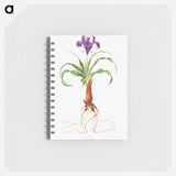 アートメモ帳-Iris Alata from The genus Iris
 - アヤメ属 Memo.