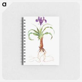 アートメモ帳-Iris Alata from The genus Iris
 - アヤメ属 Memo.