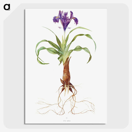 1-22_The-Genus-Iris_picture-crop