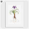 1-22_The-Genus-Iris_picture