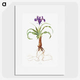 1-22_The-Genus-Iris_picture