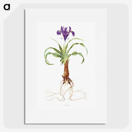 1-22_The-Genus-Iris_picture