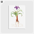 アートポストカード-Iris Alata from The genus Iris
 - アヤメ属 Postcard.