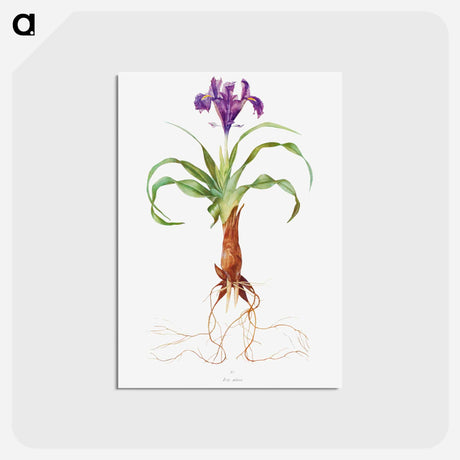 アートポストカード-Iris Alata from The genus Iris
 - アヤメ属 Postcard.