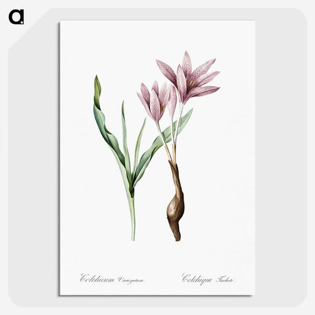 1-22_The-Lilies_picture-crop