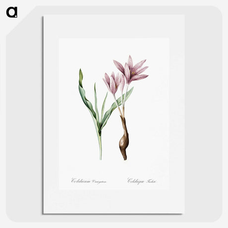 1-22_The-Lilies_picture