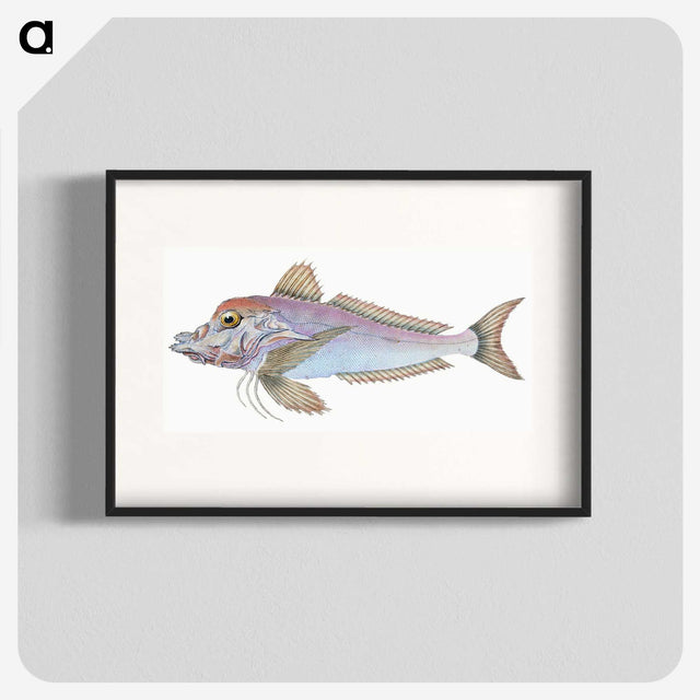 1-22_The-Natural-History-of-British-Fishes_blk