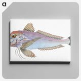 1-22_The-Natural-History-of-British-Fishes_canvas