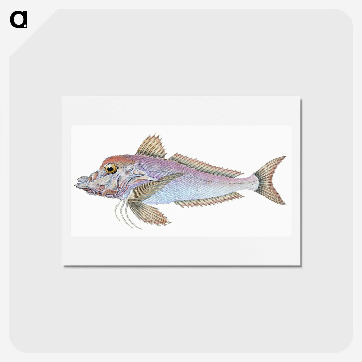 1-22_The-Natural-History-of-British-Fishes_hagaki
