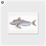 1-22_The-Natural-History-of-British-Fishes_hagaki