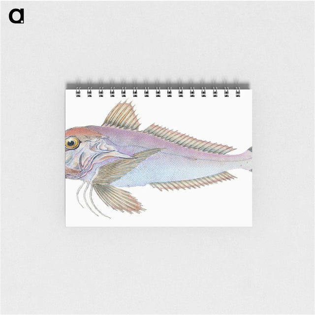 1-22_The-Natural-History-of-British-Fishes_memo