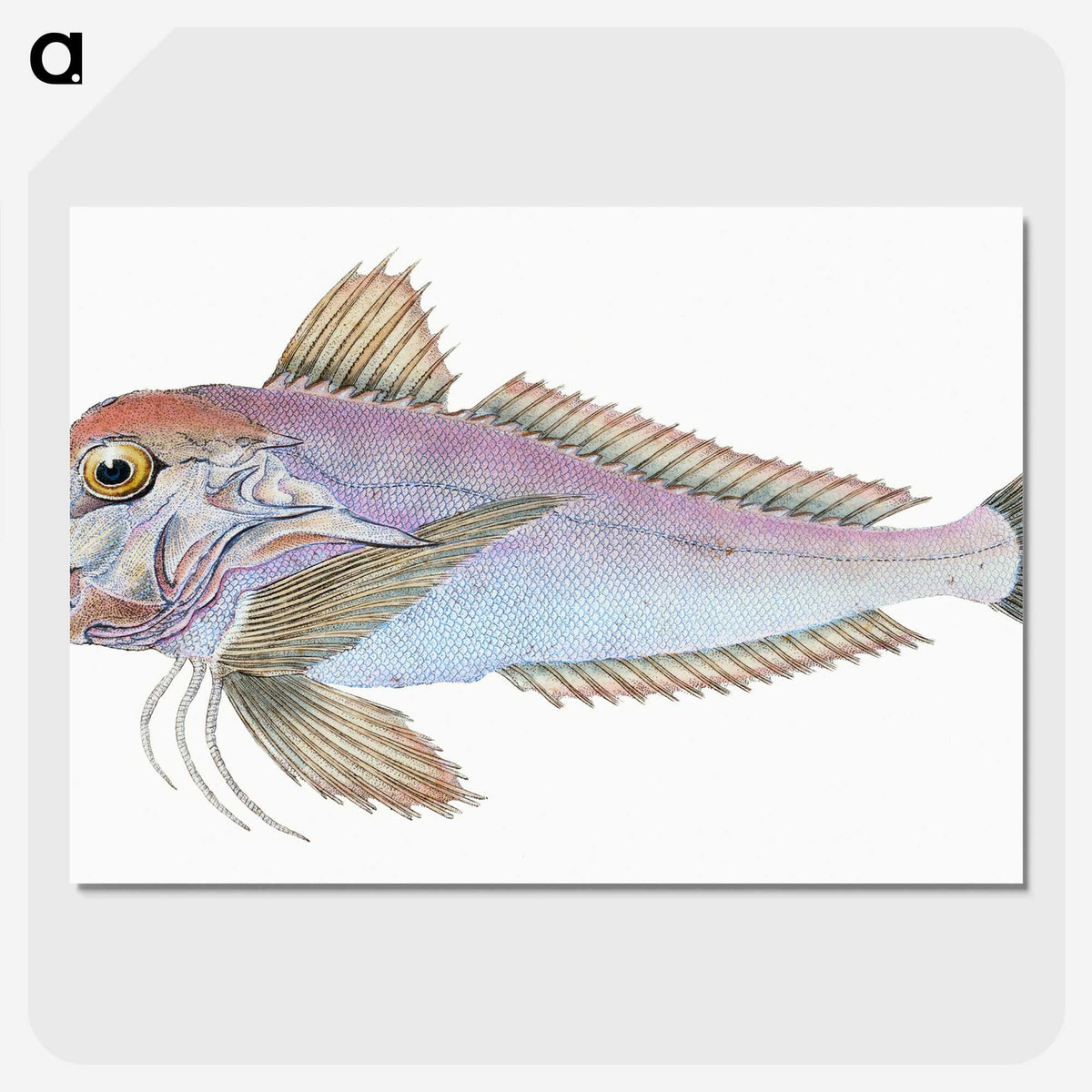 1-22_The-Natural-History-of-British-Fishes_picture-crop