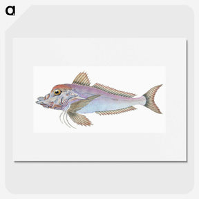 1-22_The-Natural-History-of-British-Fishes_picture