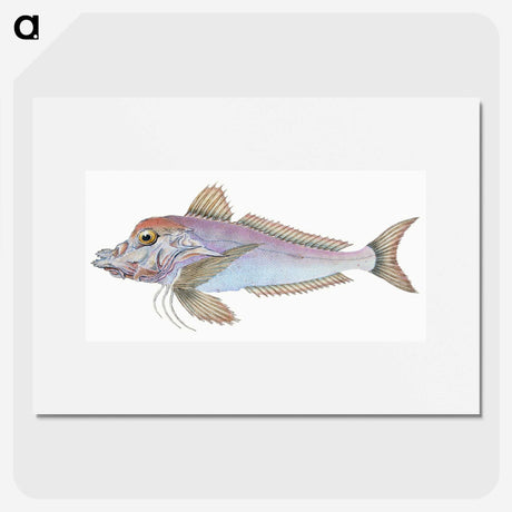 1-22_The-Natural-History-of-British-Fishes_picture