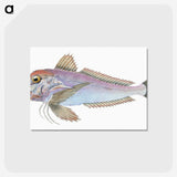 1-22_The-Natural-History-of-British-Fishes_postcard