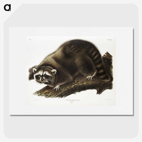 1-22_The-Viviparous-Quadrupeds_picture