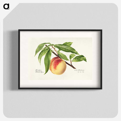 1-22_USDA-Watercolor-Fruit-Painting-Collection_blk