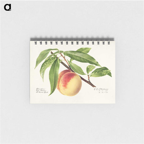 1-22_USDA-Watercolor-Fruit-Painting-Collection_memo