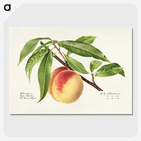 1-22_USDA-Watercolor-Fruit-Painting-Collection_picture-crop
