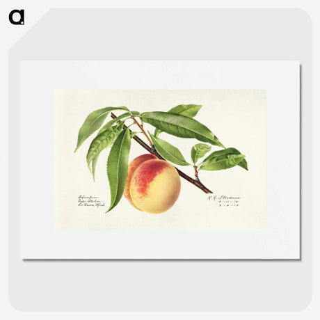 1-22_USDA-Watercolor-Fruit-Painting-Collection_picture