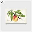 1-22_USDA-Watercolor-Fruit-Painting-Collection_postcard