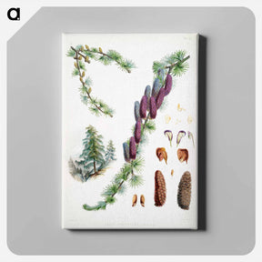 アートパネル-Sikkim larch - ウォルター フッド フィッチ Canvas.