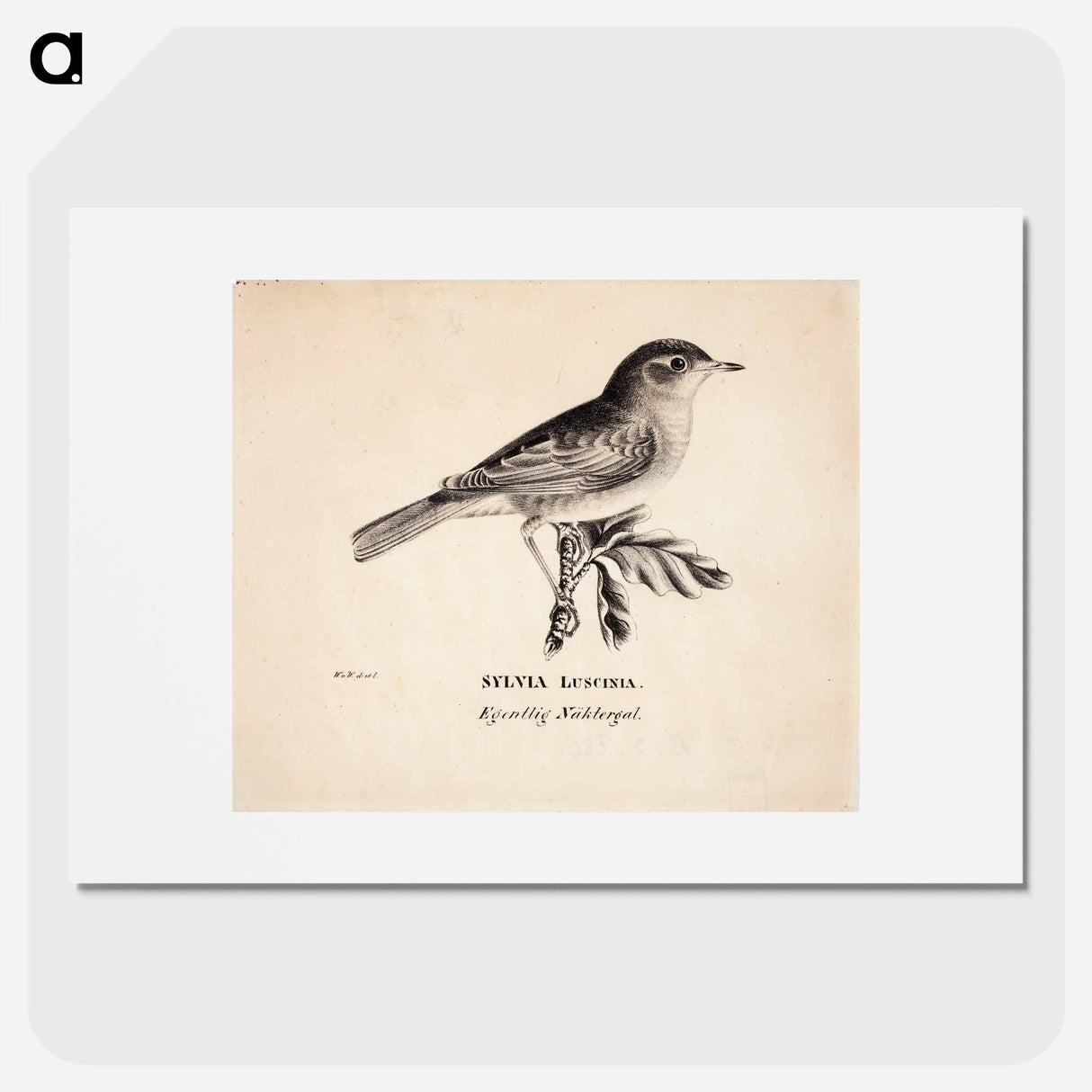 Thrush nightingale - ヴィルヘルム フォン ライト Poster.