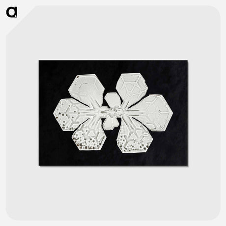 アートポストカード-Wilson Bentley's Snowflake 349 - ウィルソン ベントレー Postcard.