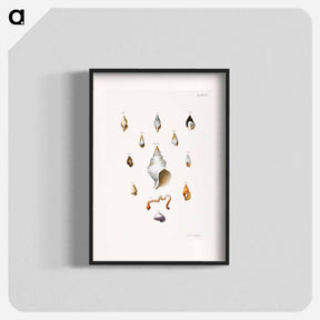 アートポスター-Different types of seashells illustration from Zoology of New York by James Ellsworth De Kay - ニューヨークの動物学 Poster.