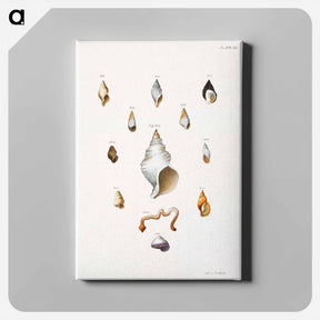 アートパネル-Different types of seashells illustration from Zoology of New York by James Ellsworth De Kay - ニューヨークの動物学 Canvas.