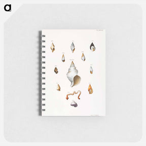 アートメモ帳-Different types of seashells illustration from Zoology of New York by James Ellsworth De Kay - ニューヨークの動物学 Memo.