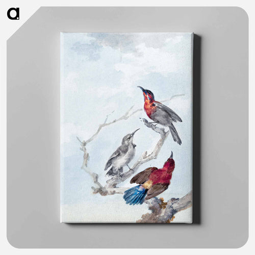 Three Crimson Sunbirds - アールト シューマン Canvas.